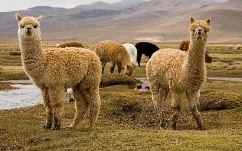 The Huacaya alpaca are almost 90% of present-day herds.