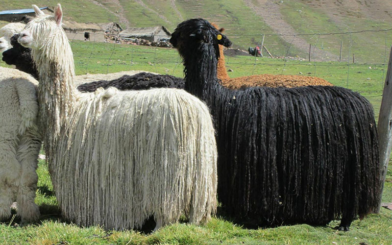 The Suri alpaca are slim and delicate, with long shaggy hair